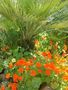 Oostindische kers en dadelpalm