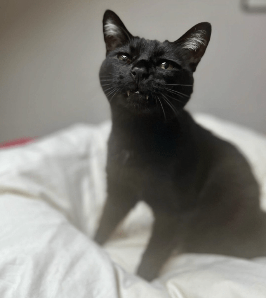 Sandra's black cat, Ronan, sitting on  a white duvet