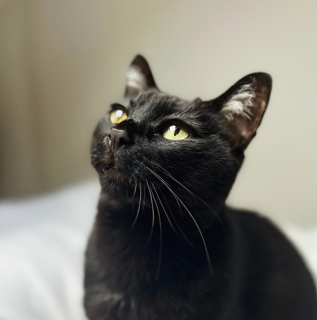 Black cat looking up