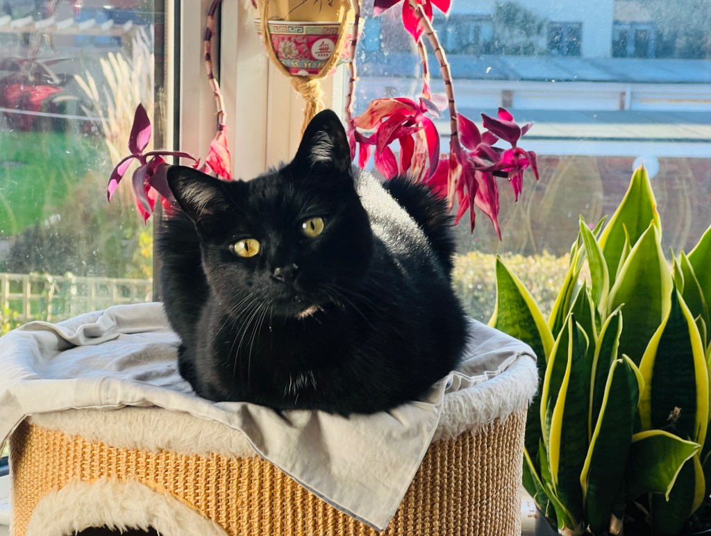 Black cat surrounded by houseplants